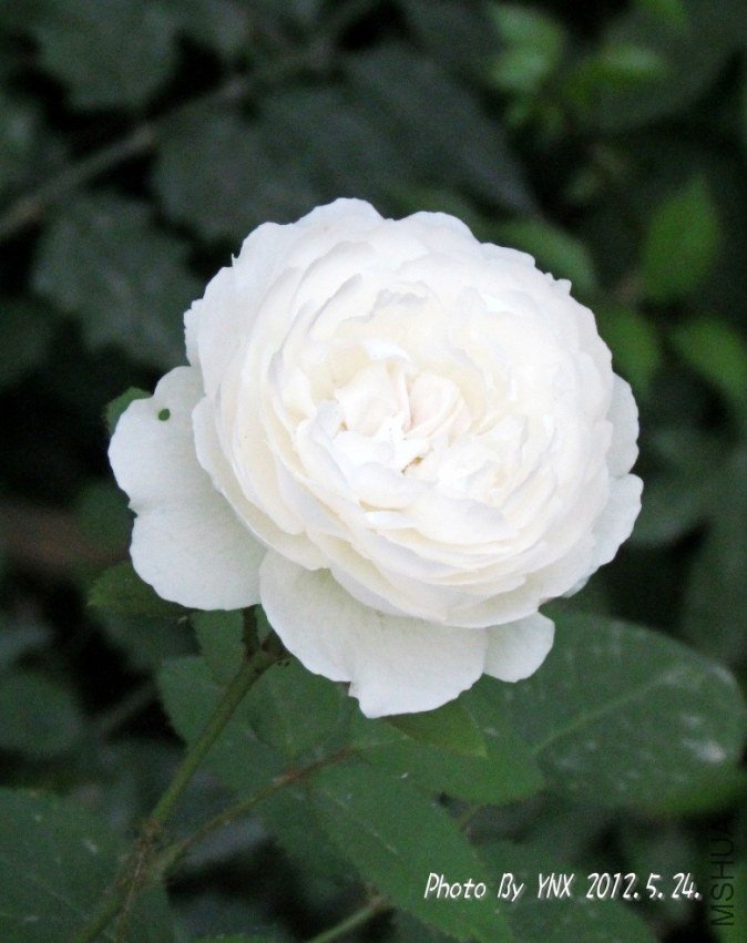 2012.5.24. 077_conew2.jpg