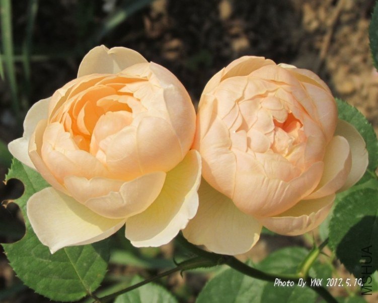 2012.5.19. 031_conew2.jpg