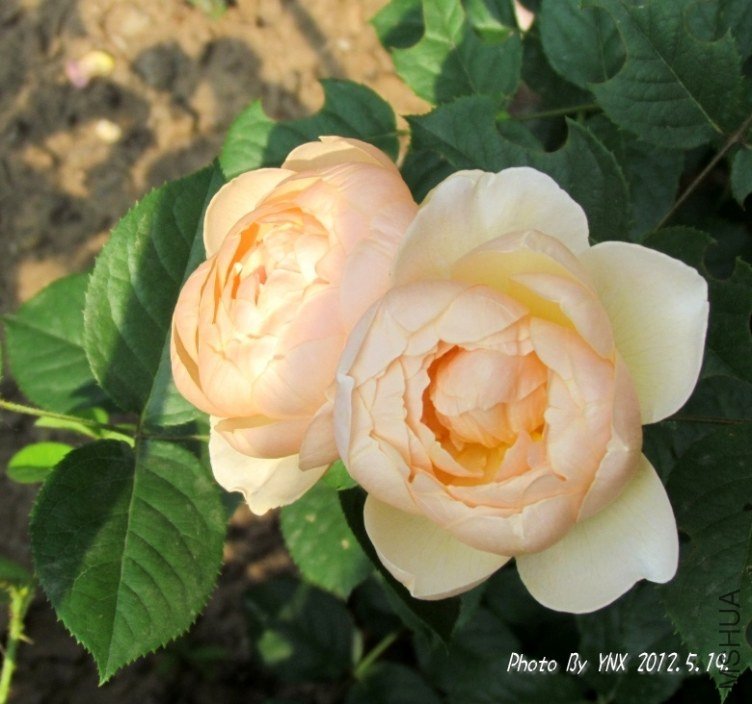 2012.5.19. 038_conew2.jpg