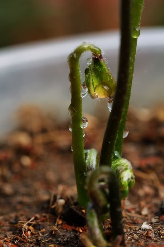 IMG_8763.2012.05.30.jpg