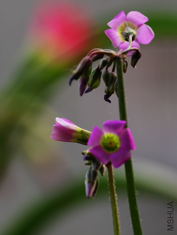 IMG_8806.2012.05.31.jpg