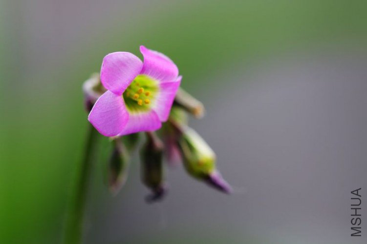 IMG_8788.2012.05.31.jpg