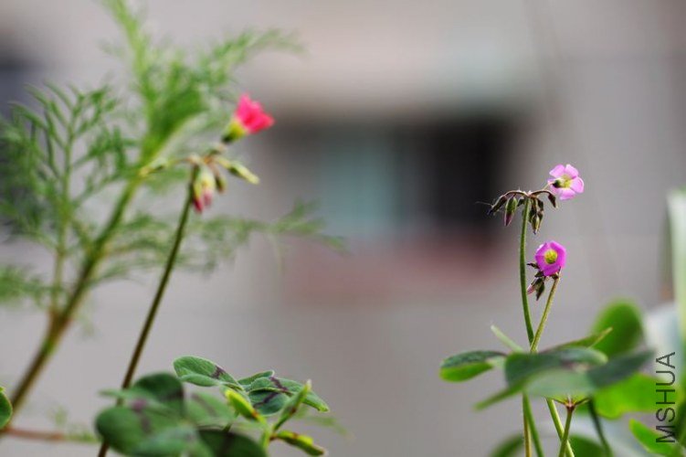 IMG_8802.2012.05.31.jpg