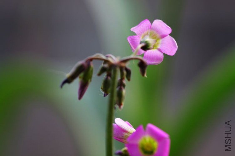 IMG_8803.2012.05.31.jpg