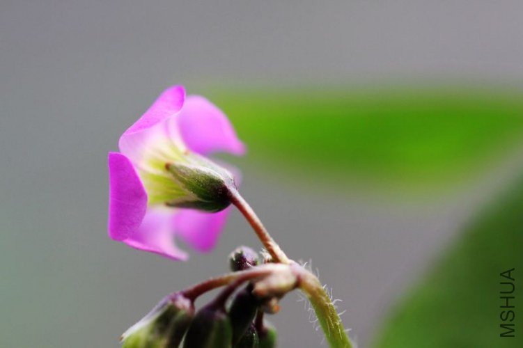 IMG_8825.2012.05.31.jpg