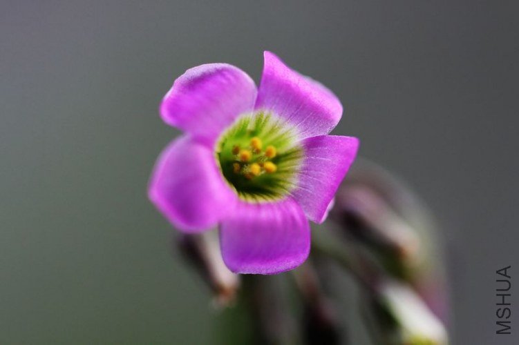 IMG_8823.2012.05.31.jpg
