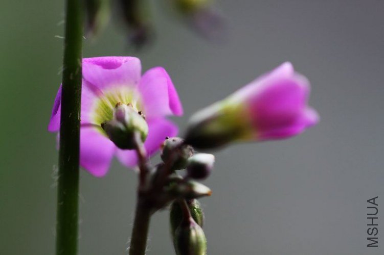 IMG_8820.2012.05.31.jpg