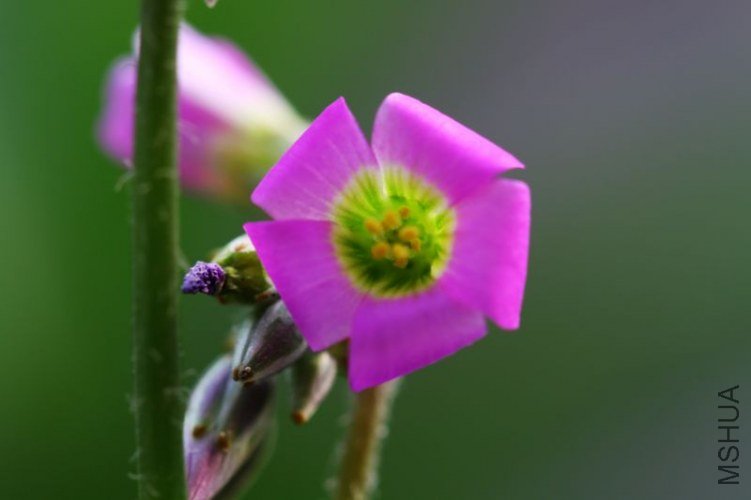 IMG_8805.2012.05.31.jpg