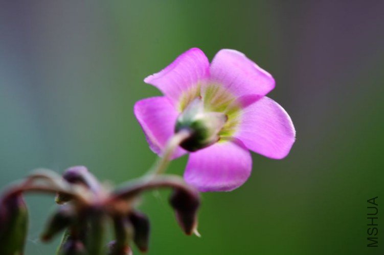 IMG_8804.2012.05.31.jpg