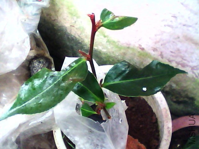 Ҳ����޵ģ���֪�����򿪳�����Ҷ