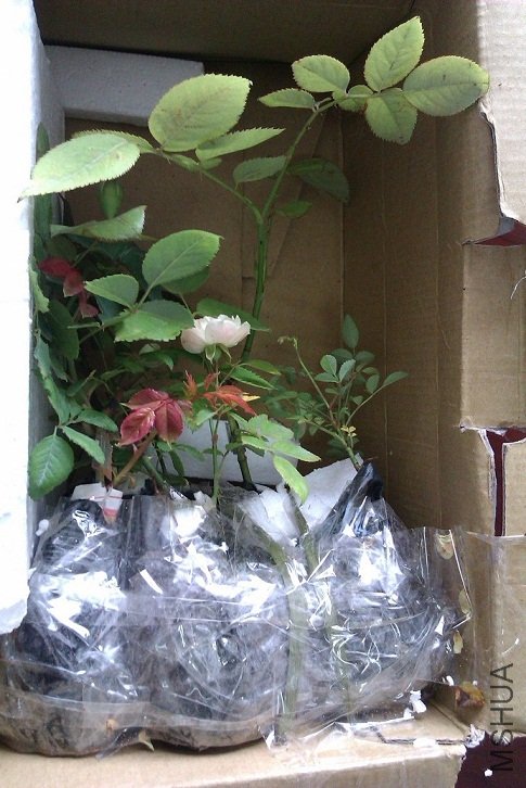 IMAG0074.jpg