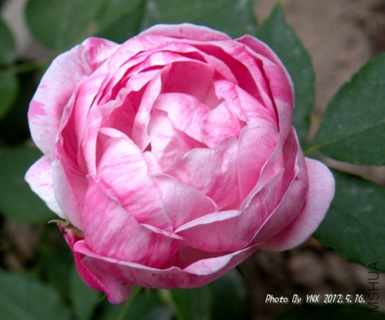 2012.5.16. 044_conew2.jpg