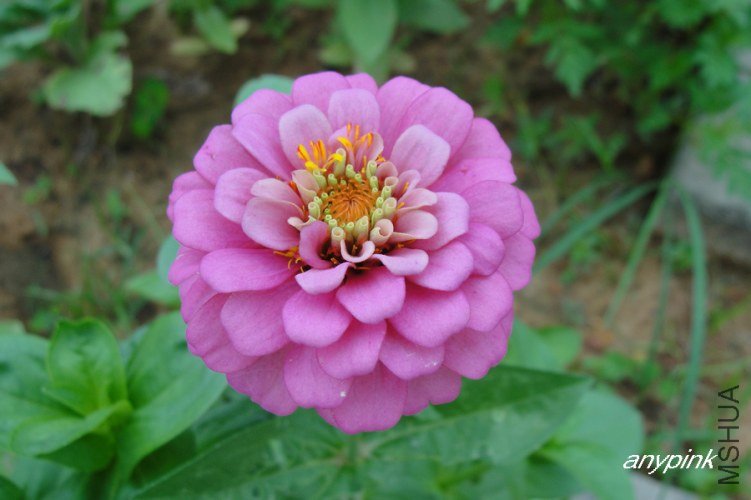 nEO_IMG_DSC04756.jpg