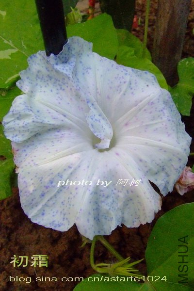 ��˪ ��׼.jpg