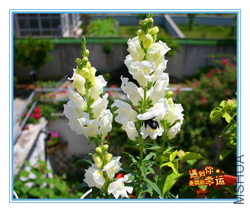 ��Ƭ 064_����8.jpg