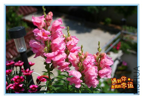 ��Ƭ 066_����9.jpg