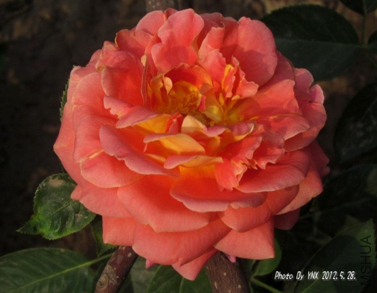 2012.5.28. 008_�𱳴��_conew1.jpg