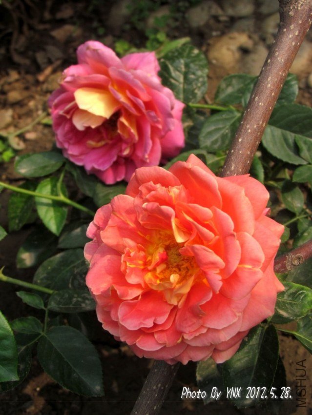 2012.5.28. 002_�𱳴��_conew1.jpg