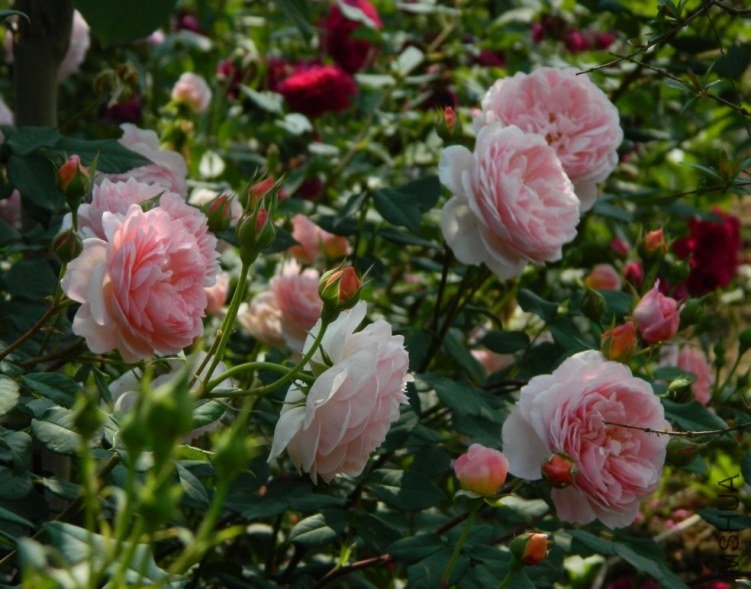 ����Ī��˹