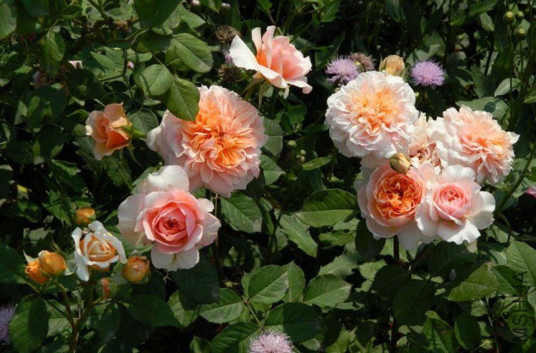 ��ΰ������