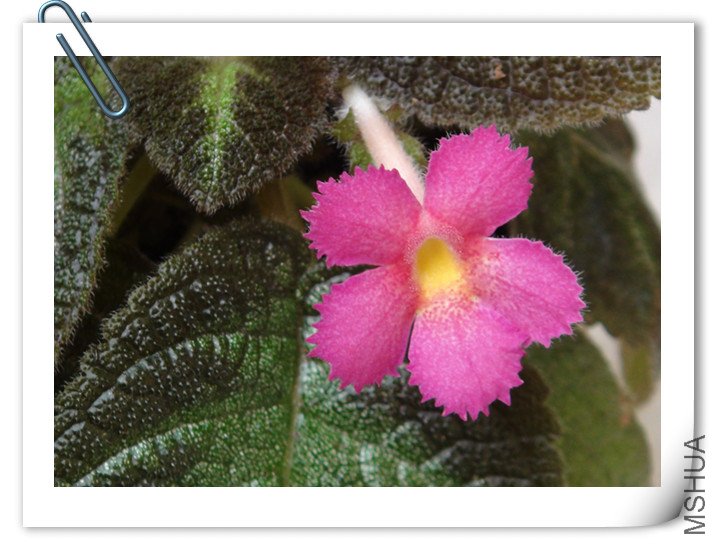 ϲ��Ep.Silver Sheen.jpg