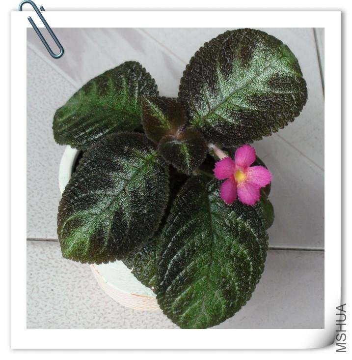 ϲ��Ep.Silver Sheen--2_2.jpg