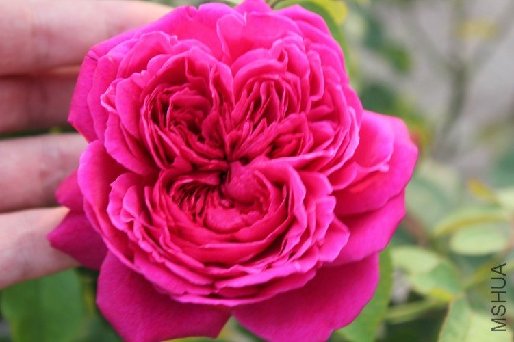 20001.JPG