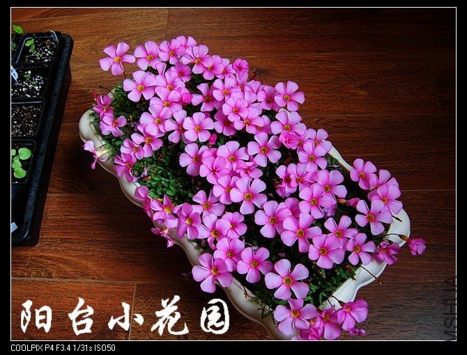DSCN9556.jpg
