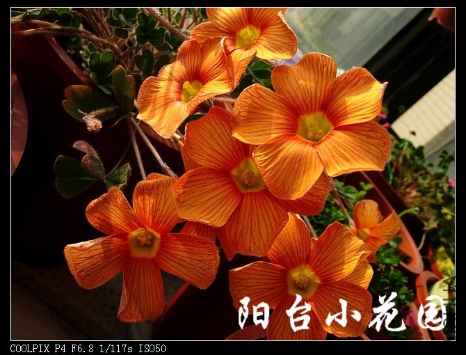 DSCN9815.jpg