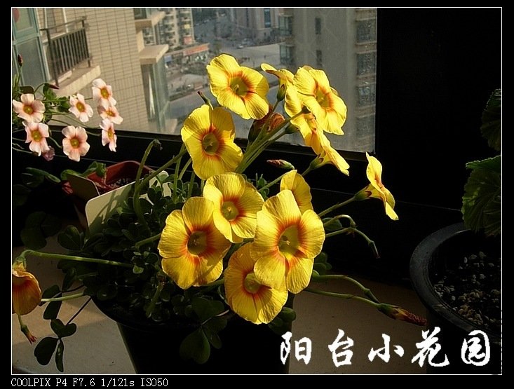 nEO_IMG_DSCN9817.jpg