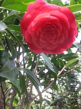 IMG_2109.jpg