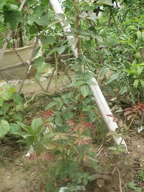 L3.jpg