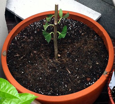 �޻���-�������A20120601.jpg