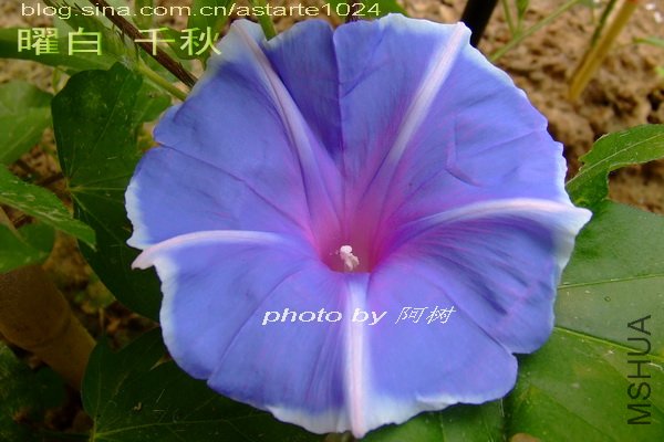14 �װ� ǧ��.jpg
