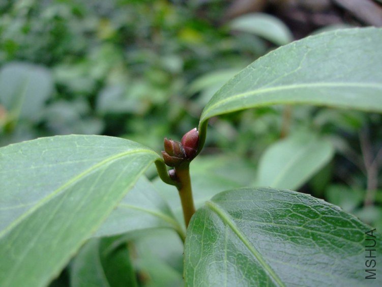 ��Ƭ2011-5-31 01311.jpg
