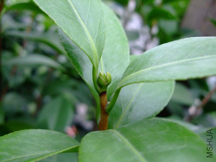 ��Ƭ2011-5-31 01211.jpg