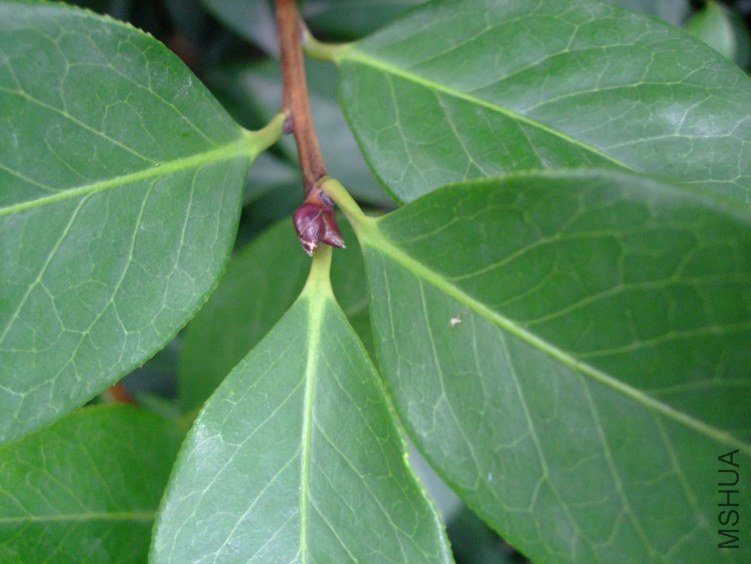 ��Ƭ2011-5-31 01011.jpg