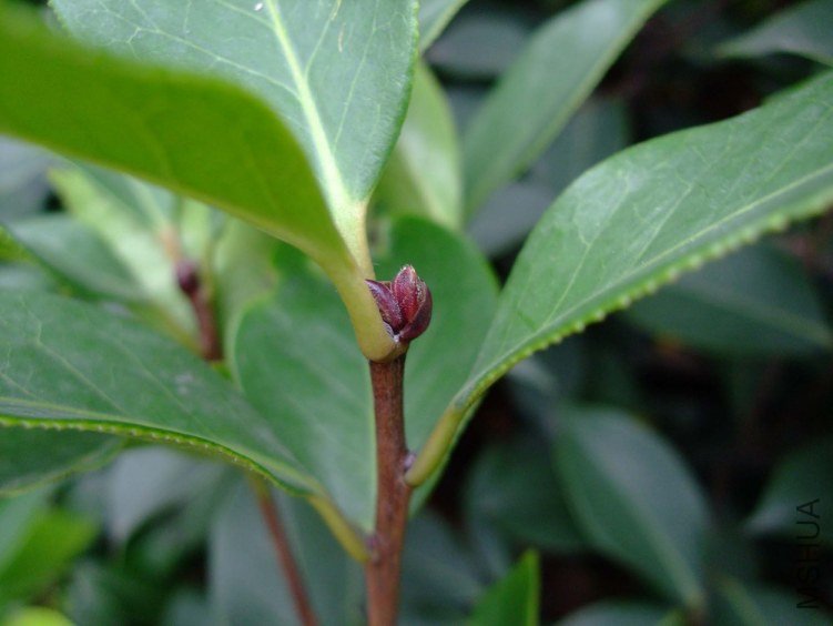 ��Ƭ2011-5-31 00911.jpg