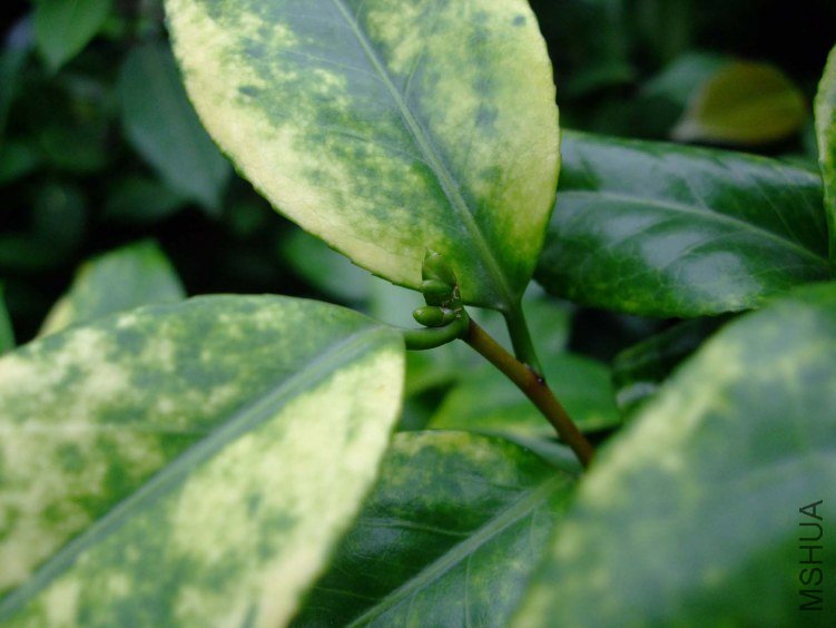 ��Ƭ2011-5-31 00311.jpg