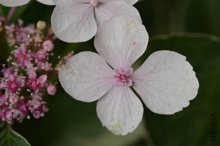 ������С ���߰��ɻ�20120601 007.JPG