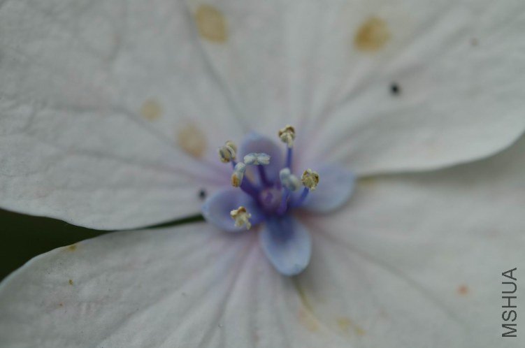 ������С ���߰��ɻ�20120601 011.JPG