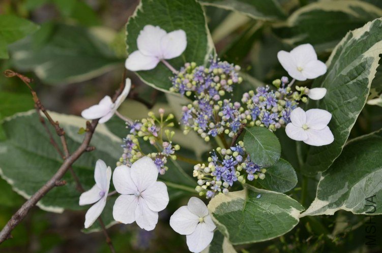 ������С ���߰��ɻ�20120601 012.JPG