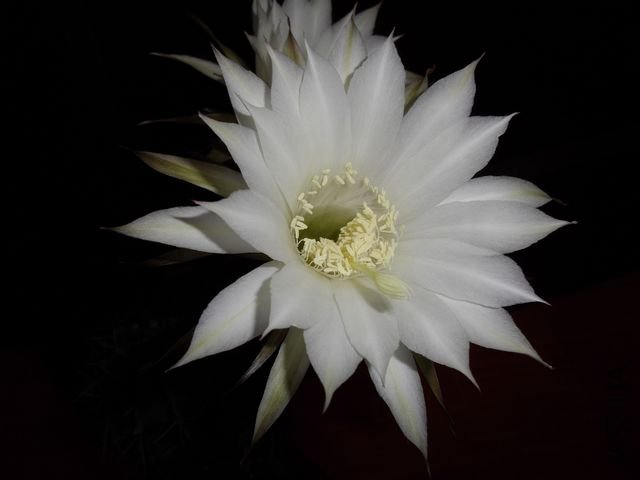 IMGP0951.JPG