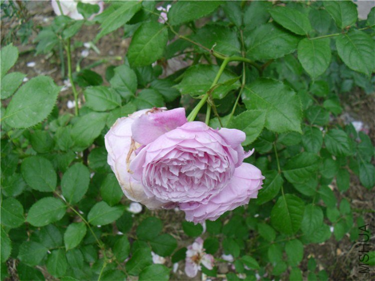 CIMG4072_����.jpg