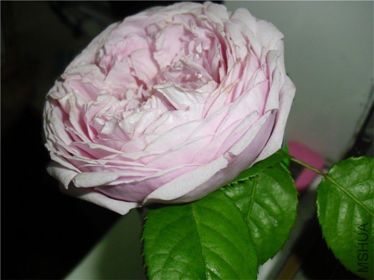 CIMG3928_����.jpg
