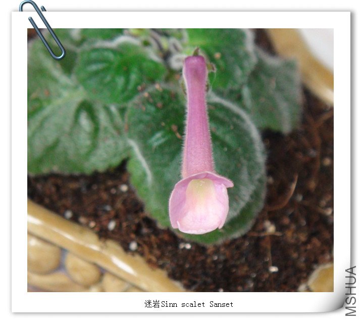 Sinn.  Mother of Pearl .jpg