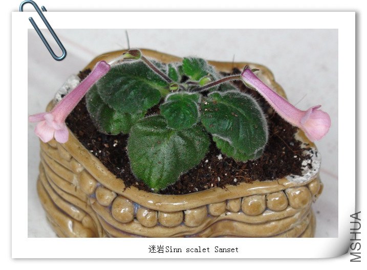 Sinn.  Mother of Pearl 2.jpg