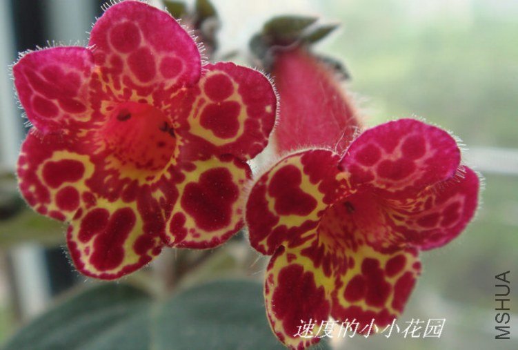 mother  alipstic2.JPG