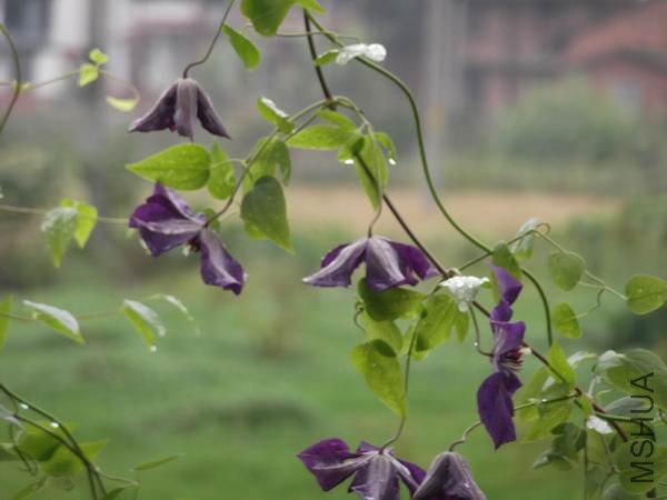DSCF1195.jpg
