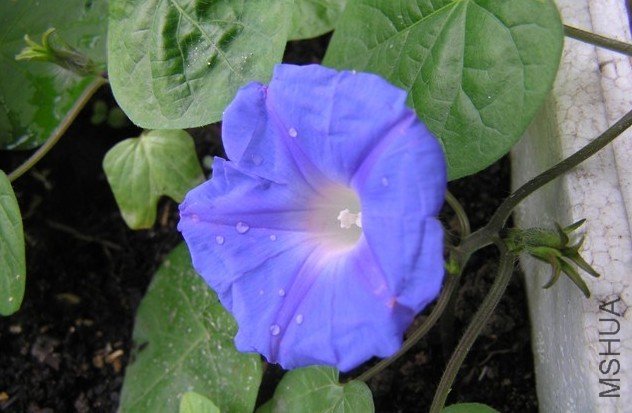 ǣţ3.jpg